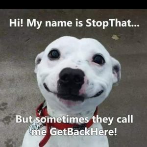 Meet your Posher, Julie dianne